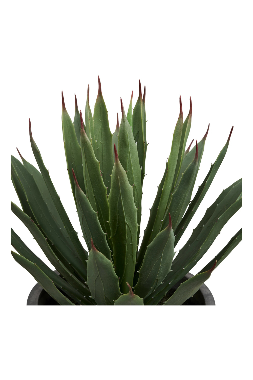 Agave Planta