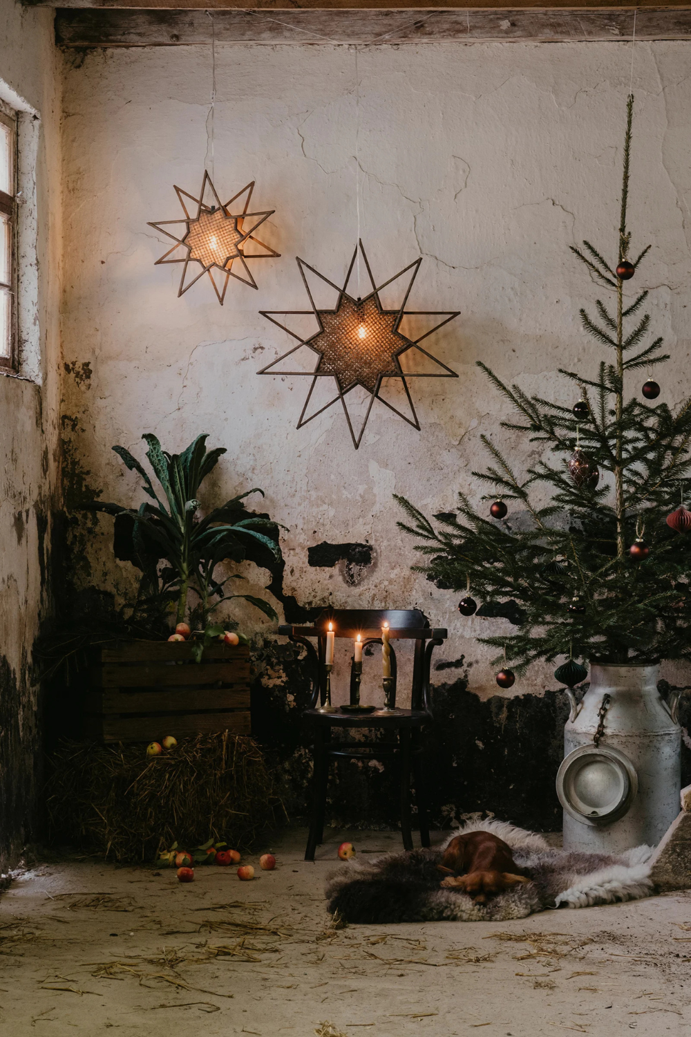 Julstjärna Karin 45 – Brun
