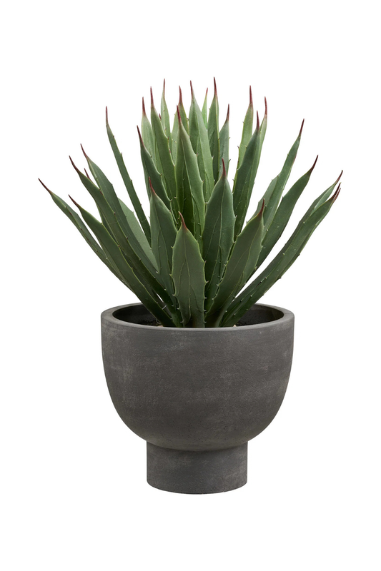 Agave Planta
